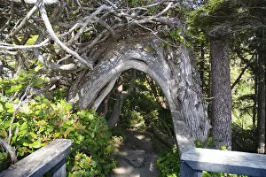 Canadian Wilderness Photography Stampe: Curved tree trunk spanning a path