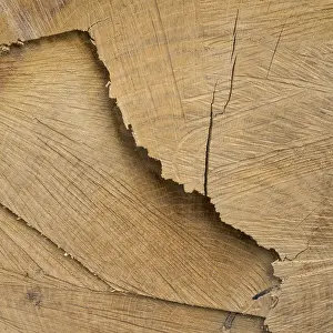 Deserted Tree Landscape Stampe: Cut surface on a tree trunk with pattern