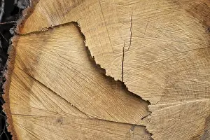 Deserted Tree Landscape Stampe: Cut surface on a tree trunk with pattern