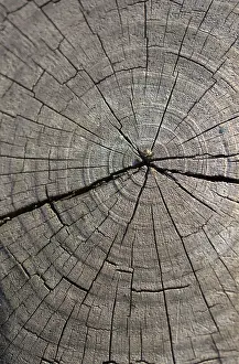 No People Background Image Stampe: Cut tree stump surface as a background texture