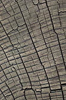 No People Full Size Image Stampe: Cut tree stump surface as a background texture