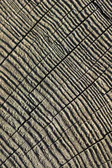 No People Background Graphic Stampe: Cut tree stump surface as a background texture