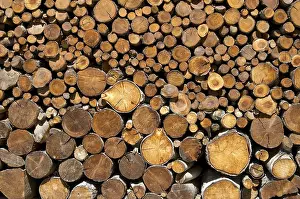 Close View Of A Tree Trunk Stampe: Cut tree trunks