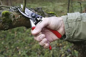 Tree Pruning Stampe: Cutting of a fruit tree with a pruning shears