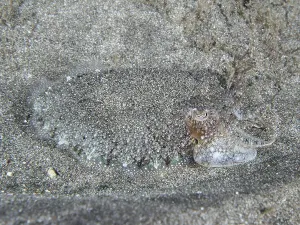 Cefalopodi Stampe: Calamari con un disegno grigio.