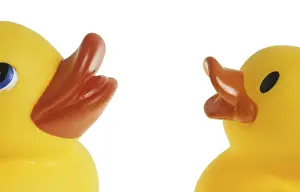 Studio Photography Of Ducks Stampe: Two dabbling ducks