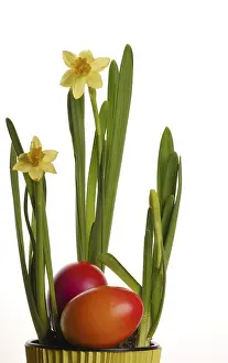 Easter Eggs Stampe: Daffodil, Easter eggs