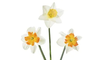 Bright Spring Flowers Stampe: Daffodils on a white background