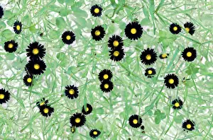 Springtime Nature Scene Stampe: Daisy