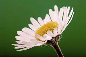 Springtime Flower Blooms Stampe: Daisy