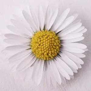 Common Daisy Stampe: Daisy
