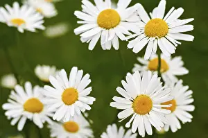Mayweed Plant Details Stampe: Daisy in group