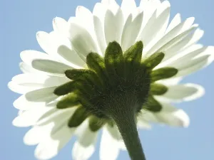 Common Daisy Plant Stampe: Daisy, macro