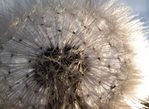 Macro Dandelion Stampe: Dandelion