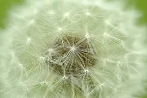 Nature Flowering Plants Stampe: Dandelion