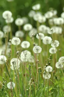 Open Air Flowers Stampe: Dandelion