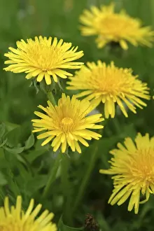 Medicinal Herb Plant Stampe: Dandelion