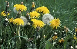 Fruiting Plant Life Stampe: Dandelion