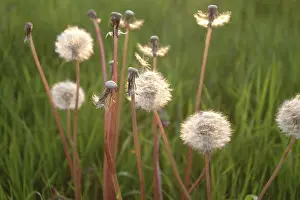 Open Air Flowering Plants Stampe: Dandelion
