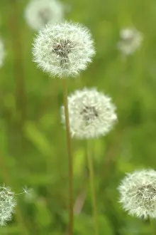 Open Air Flowers Stampe: Dandelion