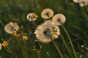 Common Dandelion Photo Stampe: Dandelion in the backlight