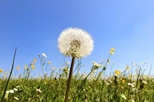 Close Up Dandelion Flower Stampe: Dandelion clock