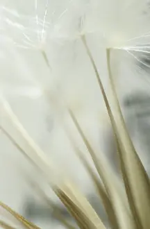 Dandelion Seed Head Stampe: Dandelion clock, macro