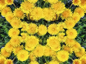 Dandelion Flowers Stampe: Many dandelion flowers, pattern