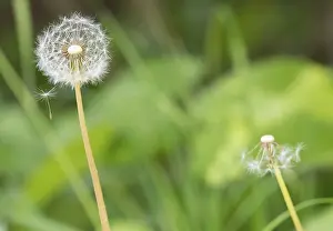 Common Dandelion Germany Stampe: A dandelion with a second, almost bare one in the background