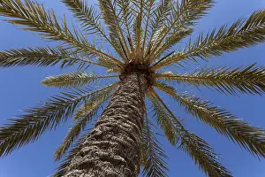 Palm Tree Landscape Photography Stampe: Date Palm