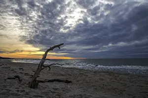 Deserted Baltic Sea Beach Stampe: Dead tree on the beach, dramatic clouds