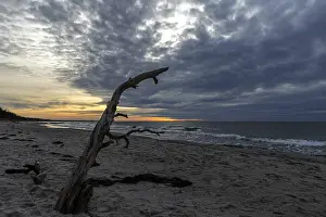 Baltic Sea Evening Atmosphere Stampe: Dead tree on the beach, dramatic clouds