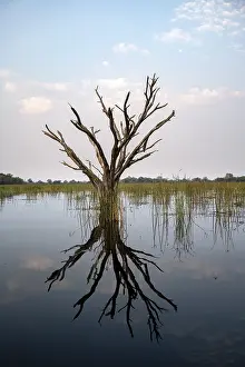 Botswana Tourist Attraction Stampe: Dead tree reflected in the river
