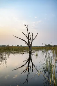 Botswana Natural Landmark Stampe: Dead tree reflected in the river