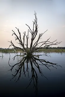 Dead Tree Reflection Stampe: Dead tree reflected in the river