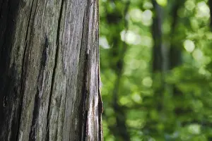 German Countryside Woods Stampe: Dead tree, spring forest in the background