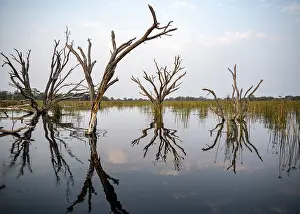 Okavango Delta UNESCO Site Stampe: Dead trees are reflected in the river