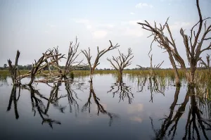 Botswana Tourist Attractions Stampe: Dead trees are reflected in the river