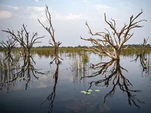 Botswana UNESCO Site Stampe: Dead trees are reflected in the river