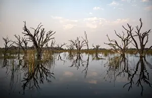 Uninhabited Tree Landscapes Stampe: Dead trees are reflected in the river