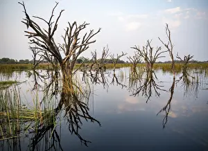 Okavango River Waterfront Scene Stampe: Dead trees are reflected in the river