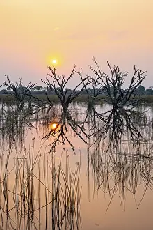 Okavango Delta Sunset Stampe: Dead trees are reflected in the river at sunset