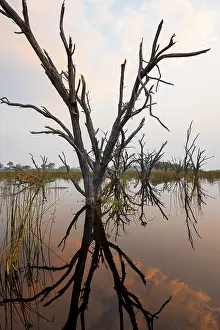 Atmospheric Evening Light Africa Stampe: Dead trees are reflected in the river at sunset