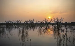 Botswana UNESCO World Heritage Site Stampe: Dead trees are reflected in the river at sunset