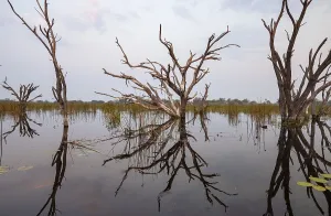 Botswana UNESCO World Heritage Site Stampe: Dead trees are reflected in the river at sunset