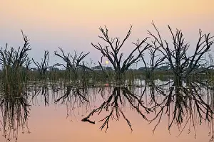 Okavango Delta Sunset Stampe: Dead trees are reflected in the river at sunset