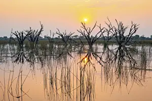 Okavango Delta Landscape Stampe: Dead trees are reflected in the river at sunset