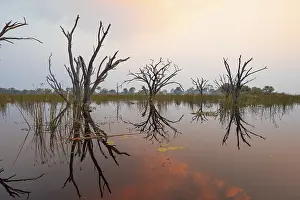 UNESCO World Heritage Site Botswana Stampe: Dead trees are reflected in the river at sunset