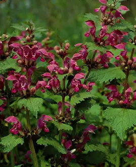 Medicinal Herbs Stampe: Deadnettle
