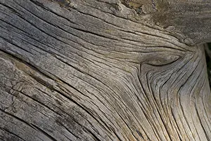 Close Up Tree Trunk Stampe: Deadwood structure